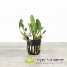 Dendrobium Ueang Phueng