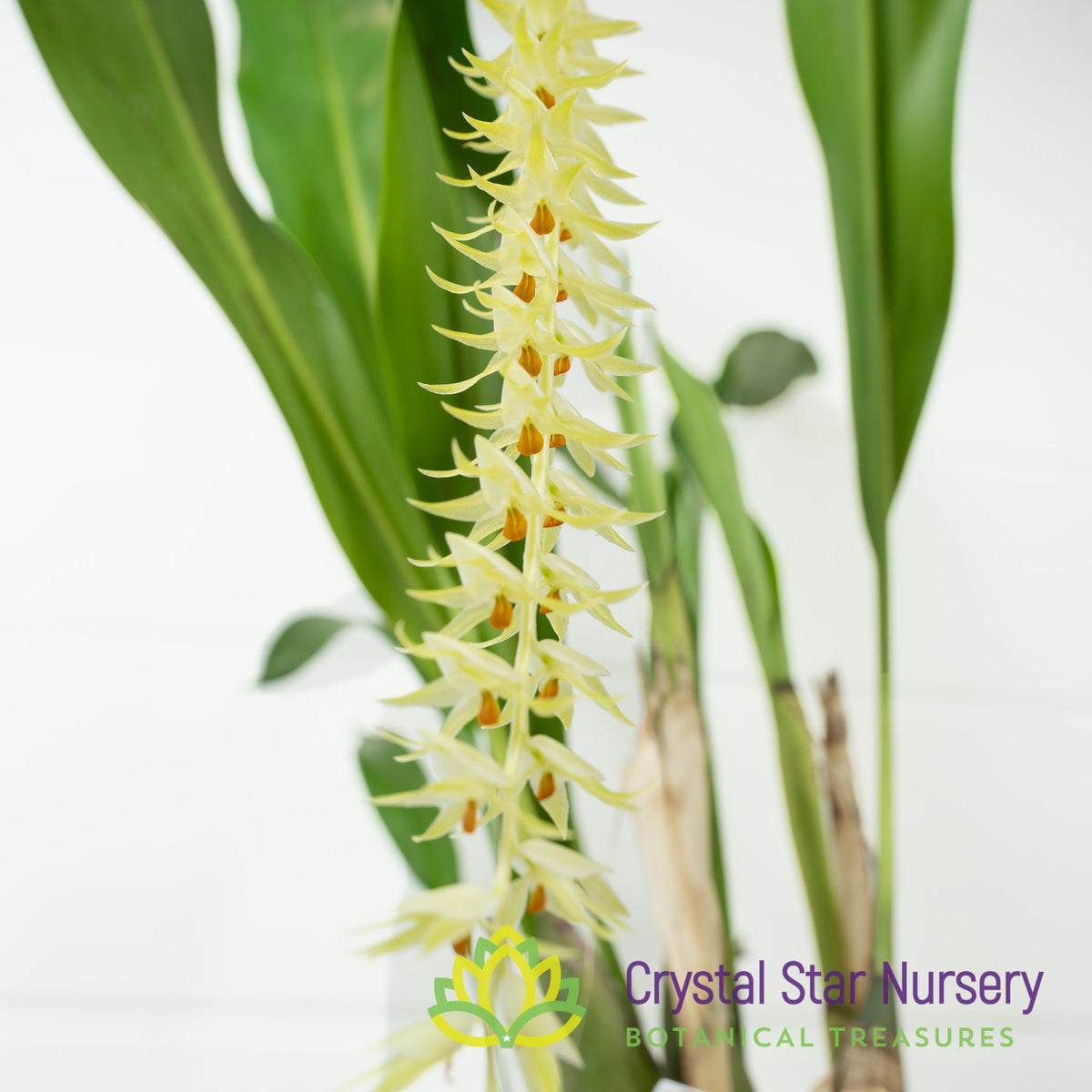 Dendrochilum Latifolium