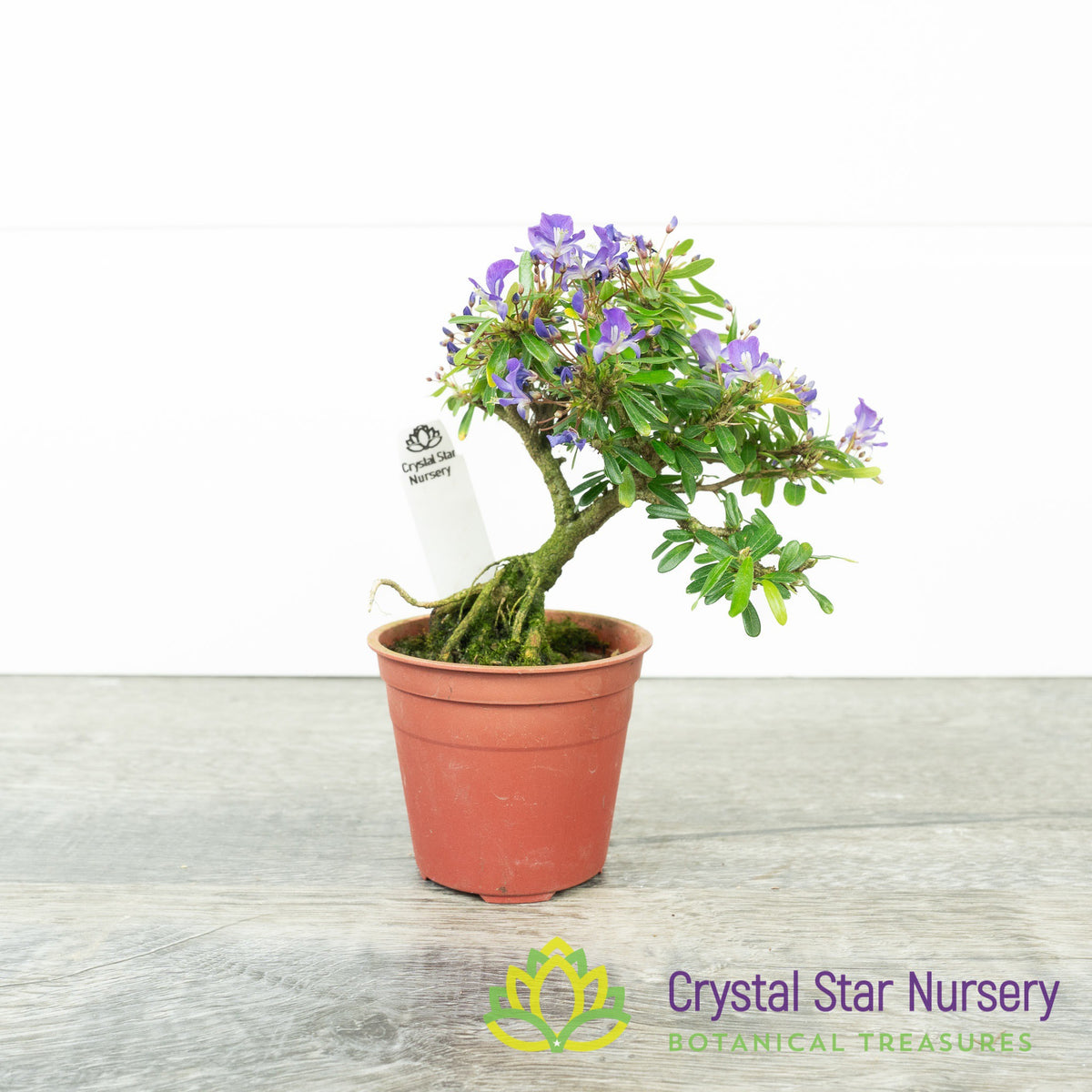 Desmodium Unifoliatum