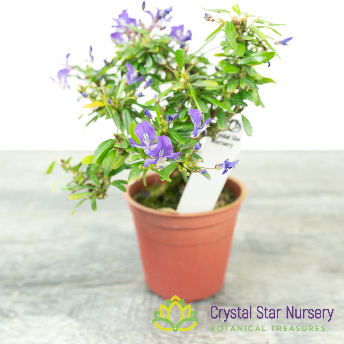 Desmodium Unifoliatum