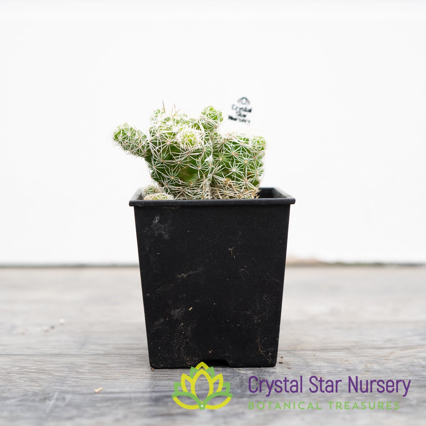 Mammillaria Gracilis Fragilis Thimble Cactus