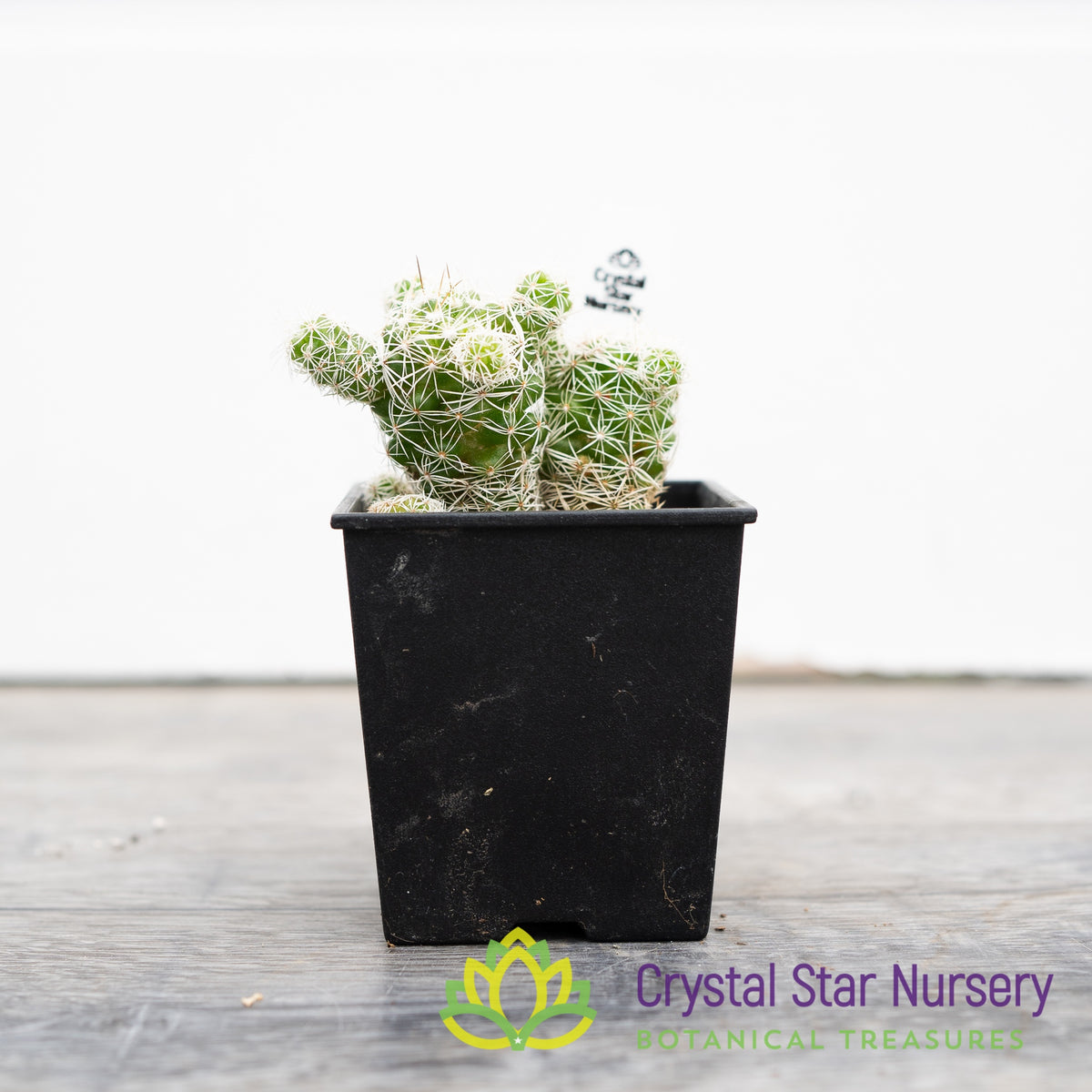 Mammillaria Gracilis Fragilis Thimble Cactus