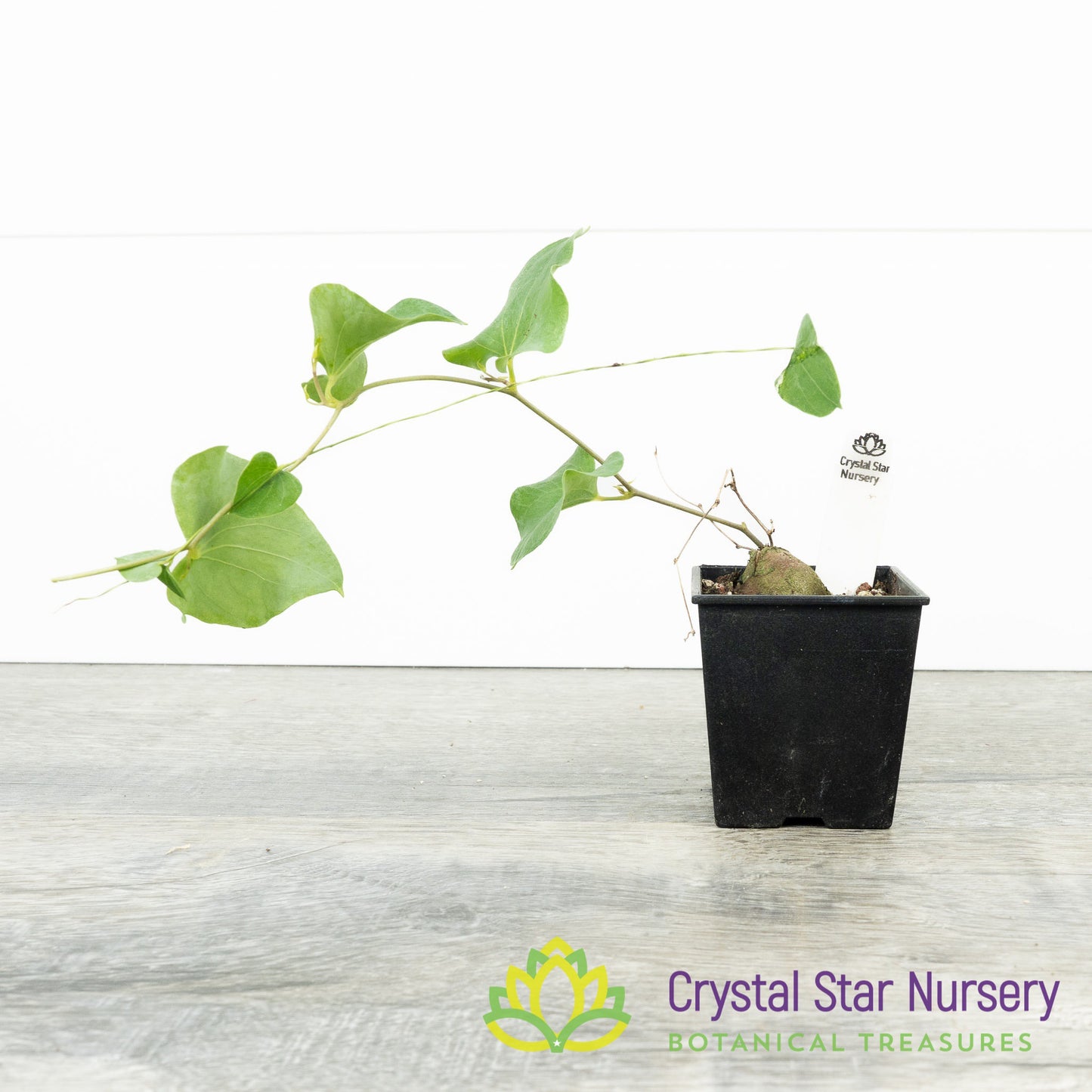 Dioscorea hemicrypta
