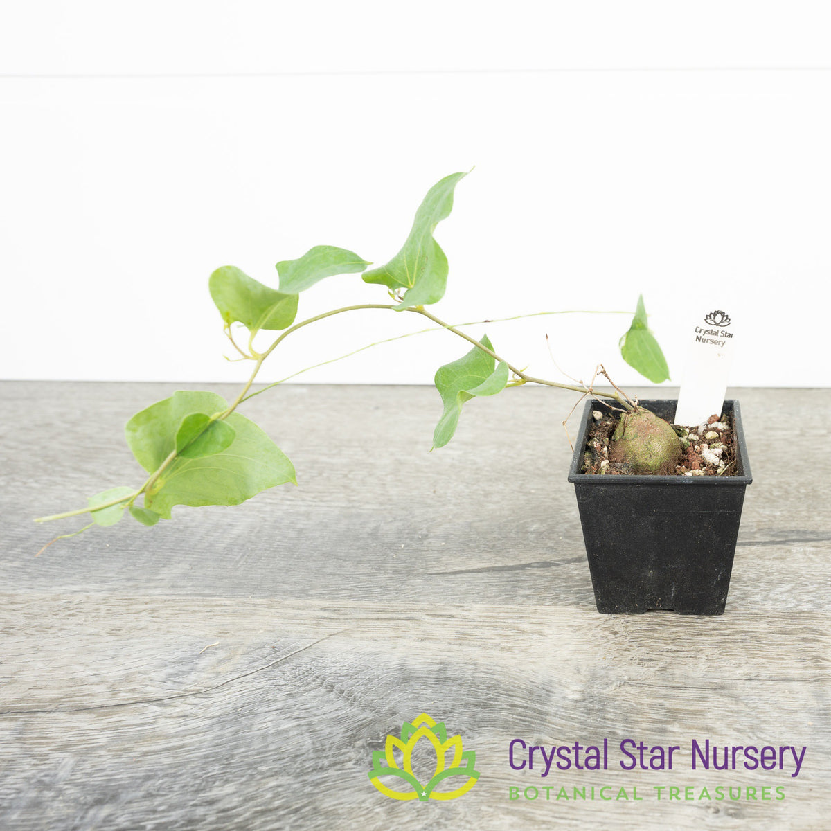 Dioscorea Hemicrypta