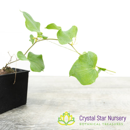 Dioscorea hemicrypta