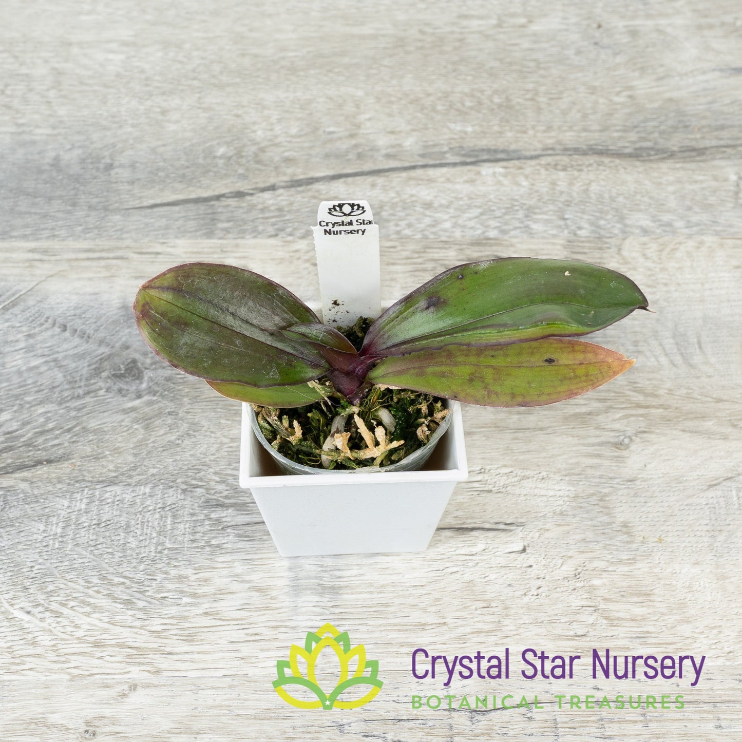 Phalaenopsis chibae x self (PNS87)