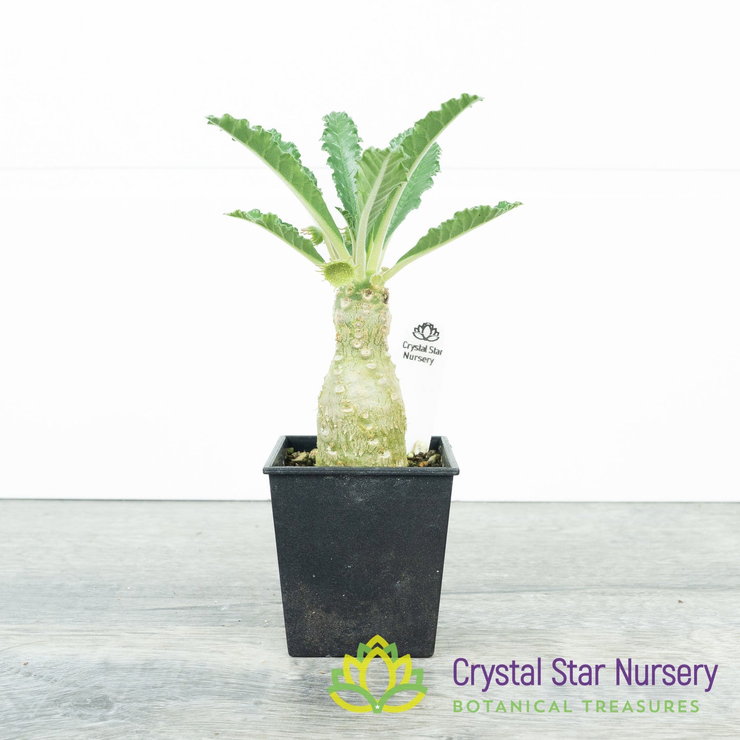 Dorstenia Lavrani