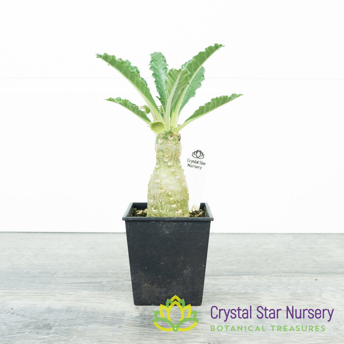 Dorstenia Lavrani