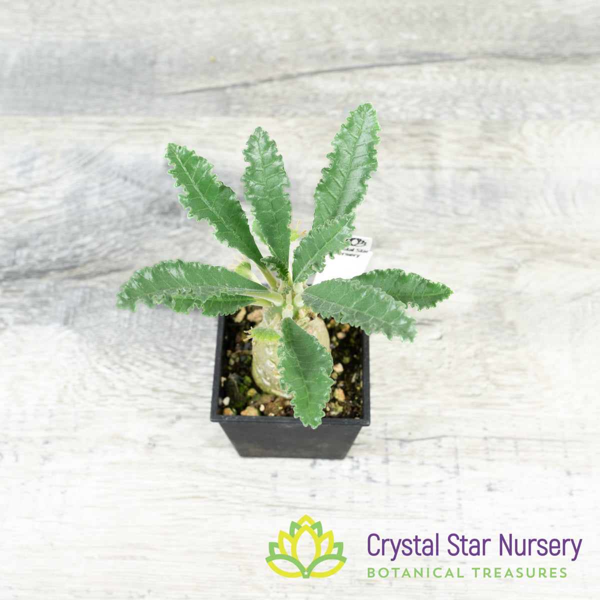 Dorstenia Lavrani