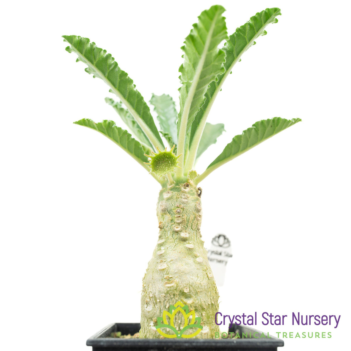 Dorstenia Lavrani