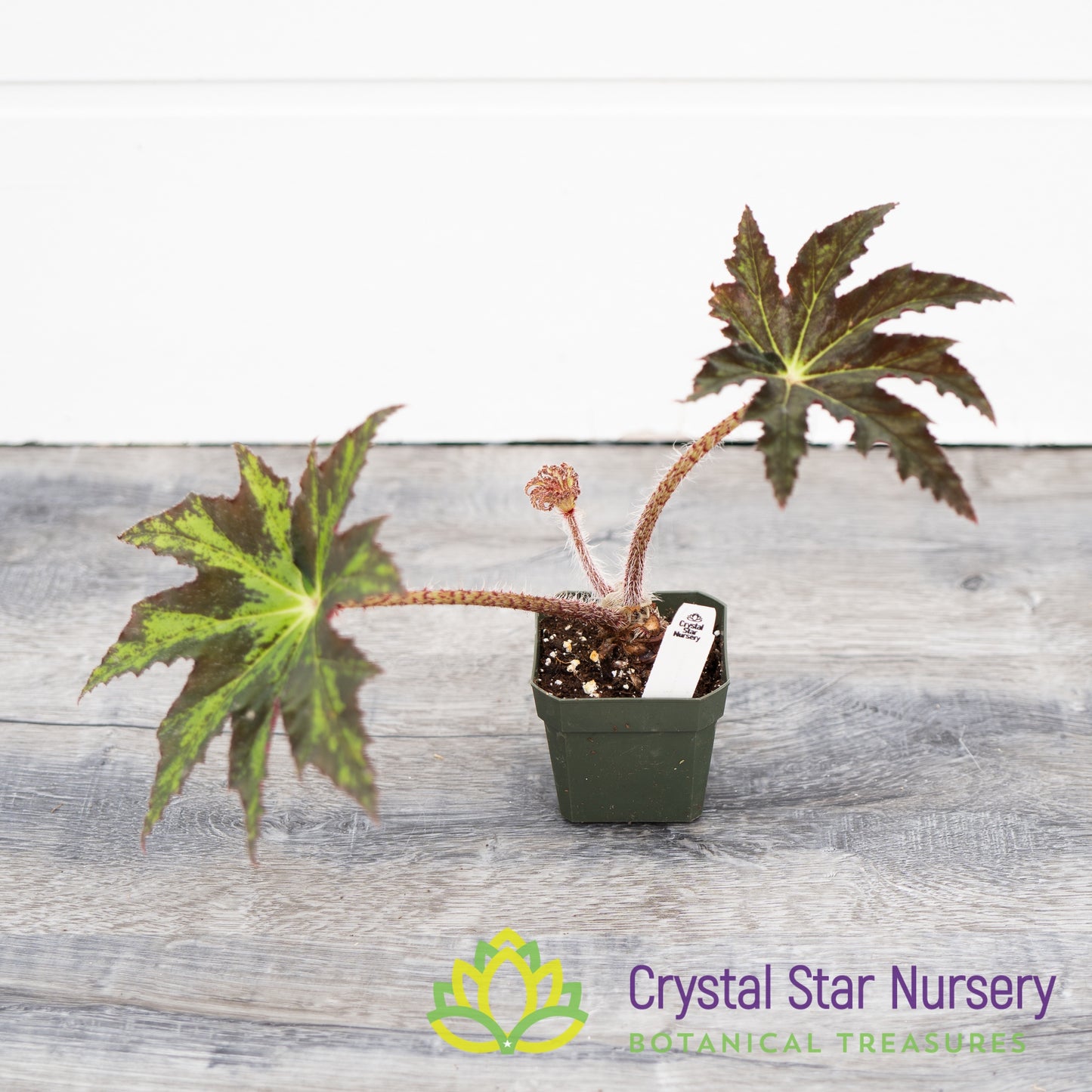 Begonia Heracleifolia Hybrid