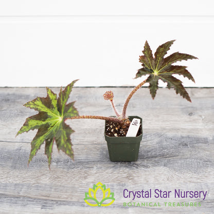 Begonia Heracleifolia Hybrid