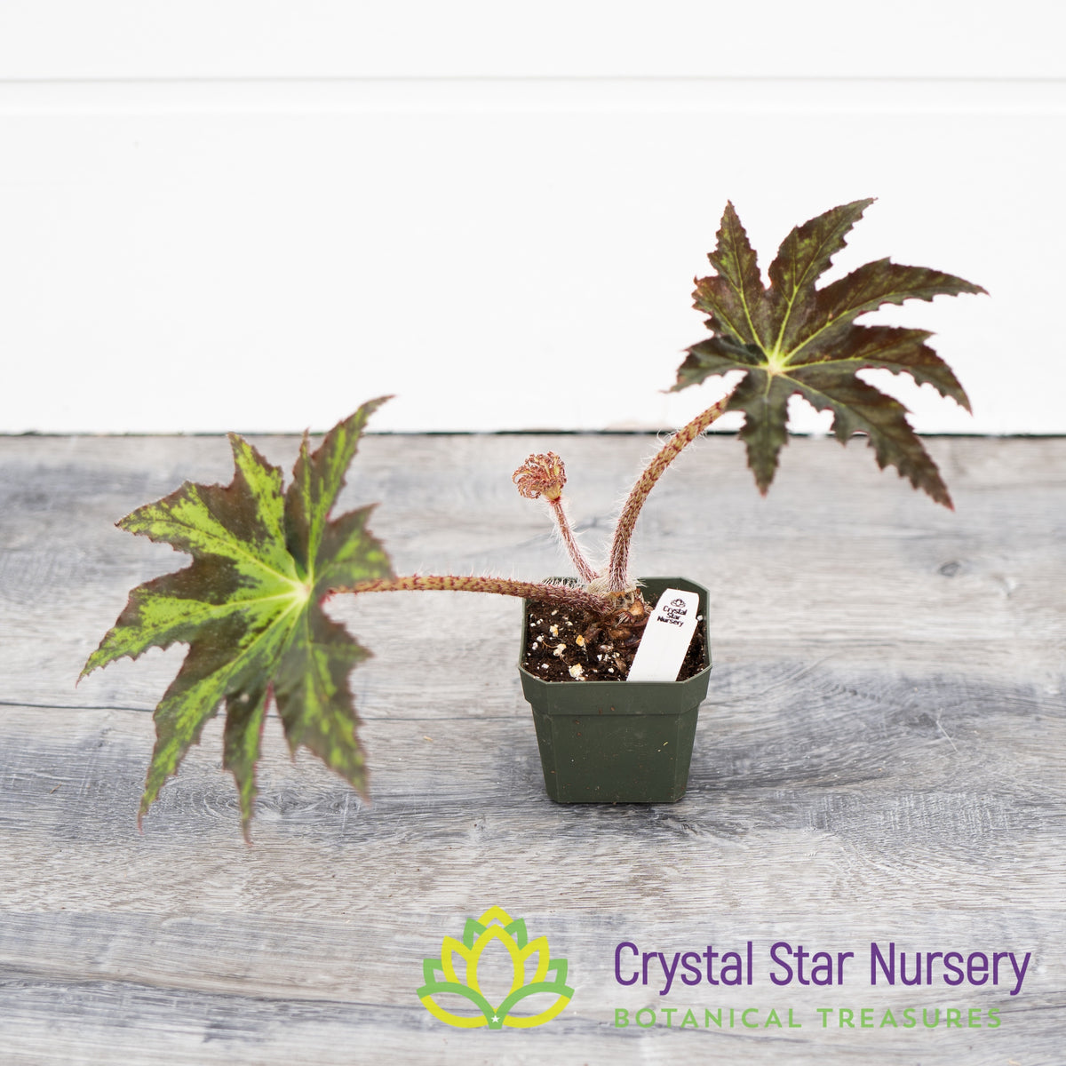 Begonia Heracleifolia Hybrid