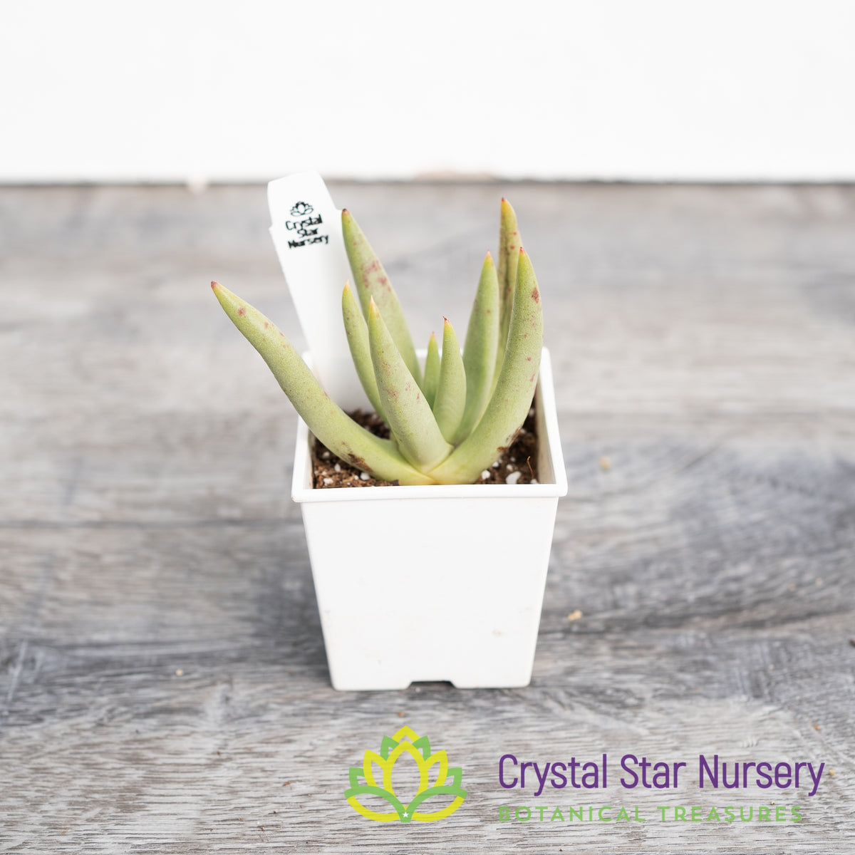 Dudleya Albiflora