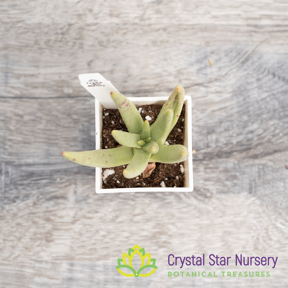 Dudleya Albiflora
