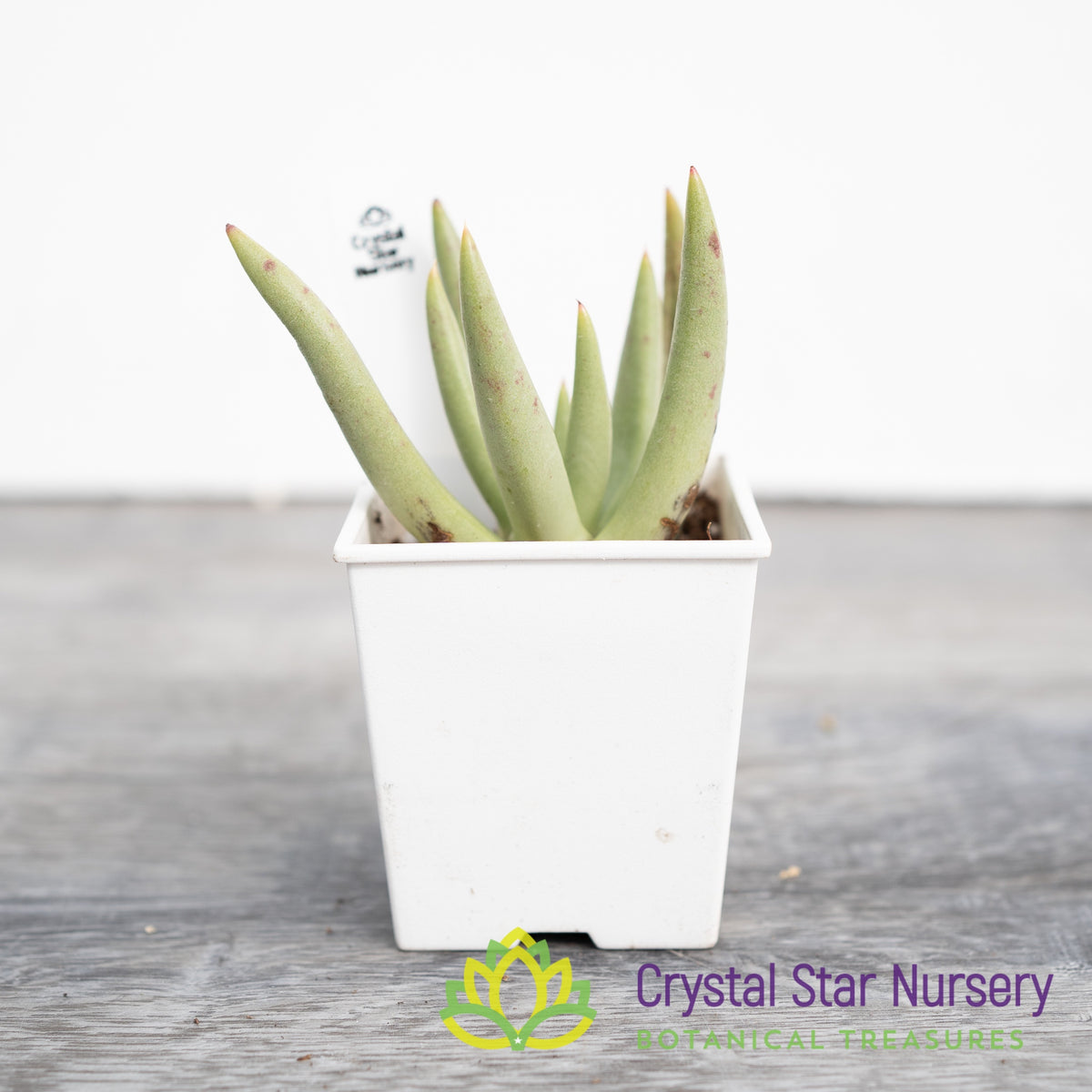 Dudleya Albiflora