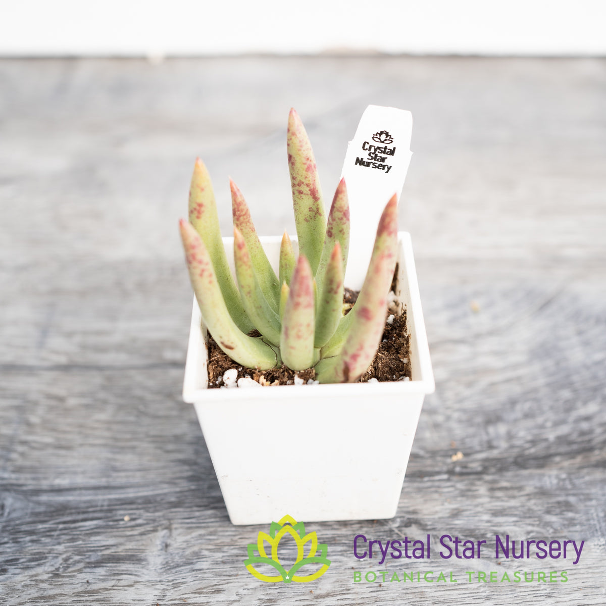 Dudleya Albiflora