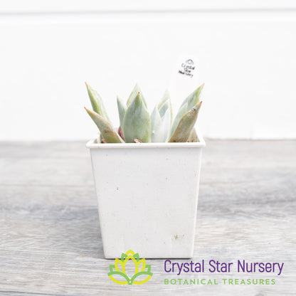 Dudleya brittonii
