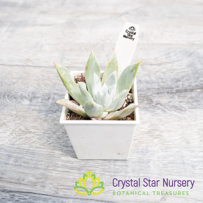 Dudleya brittonii