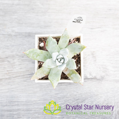Dudleya brittonii