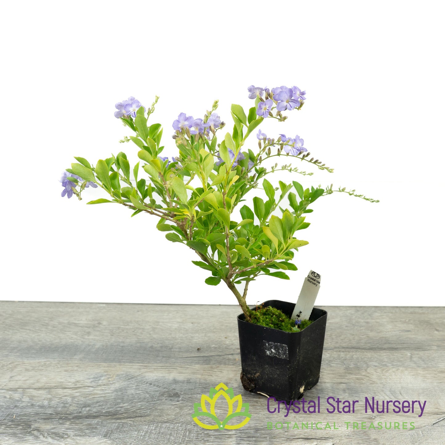 Duranta Repens (Purple flower)