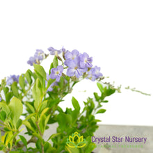 Duranta Repens (Purple flower)