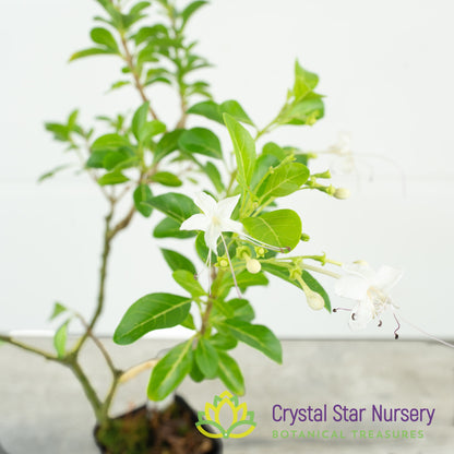 Clerodendrum heterophyllum