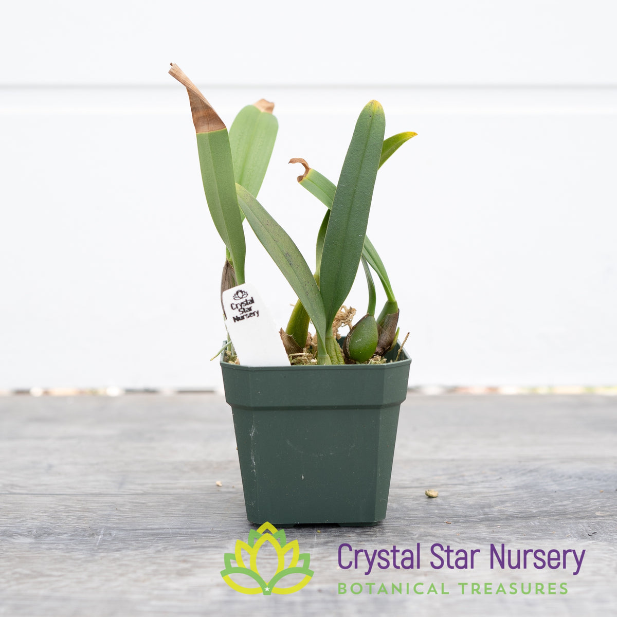 Bulbophyllum Laxiflorum