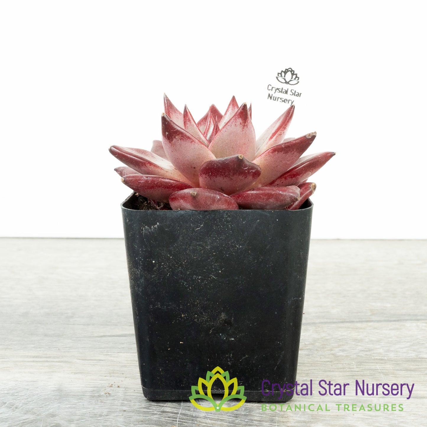 Echeveria Agavoides Romeo Rubin