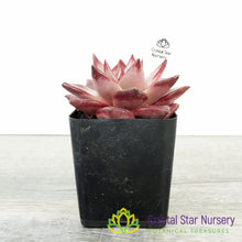 Echeveria Agavoides Romeo Rubin
