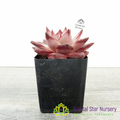 Echeveria Agavoides Romeo Rubin