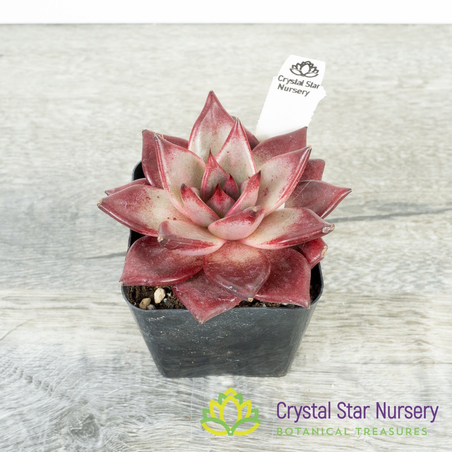 Echeveria Agavoides Romeo Rubin