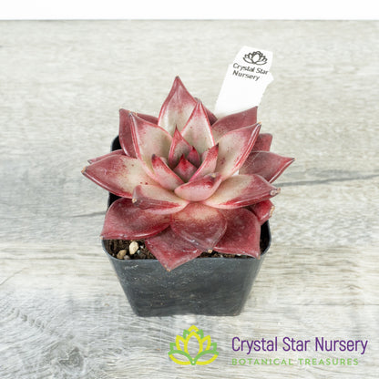 Echeveria Agavoides Romeo Rubin