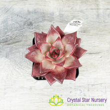 Echeveria Agavoides Romeo Rubin