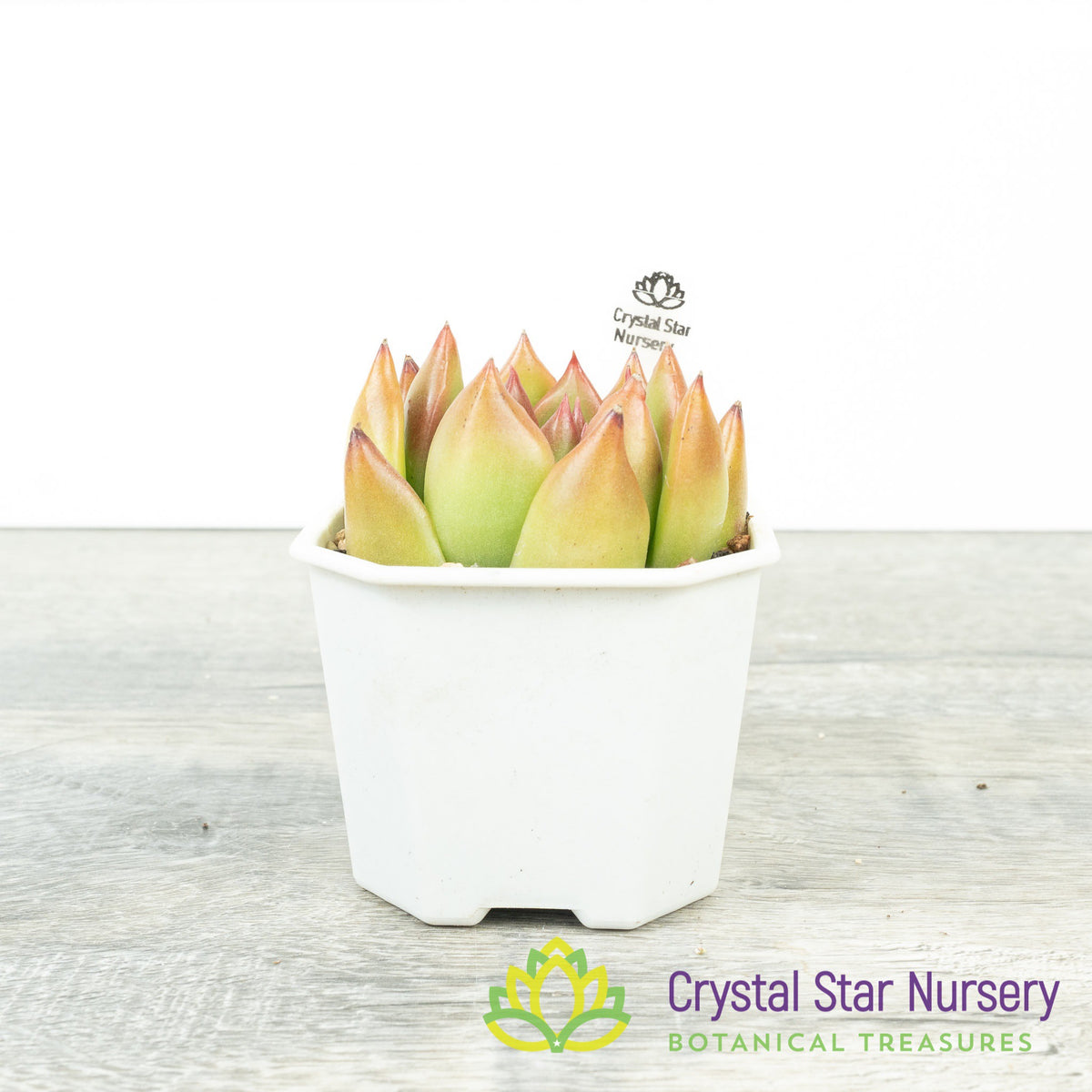 Echeveria Agavoides &#39;Frank Reinelt&#39;