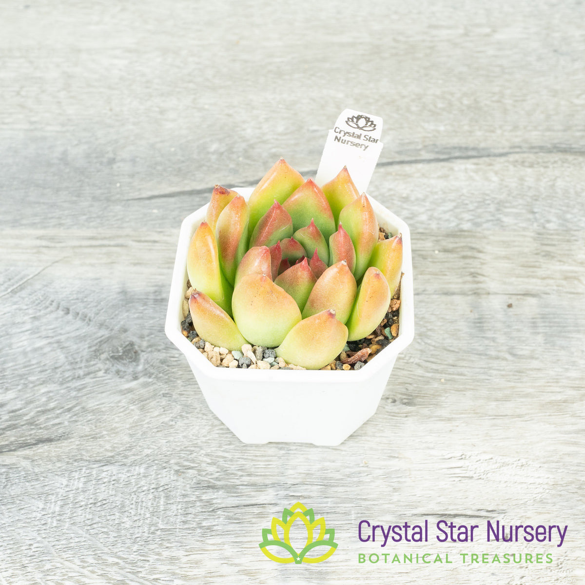 Echeveria Agavoides &#39;Frank Reinelt&#39;