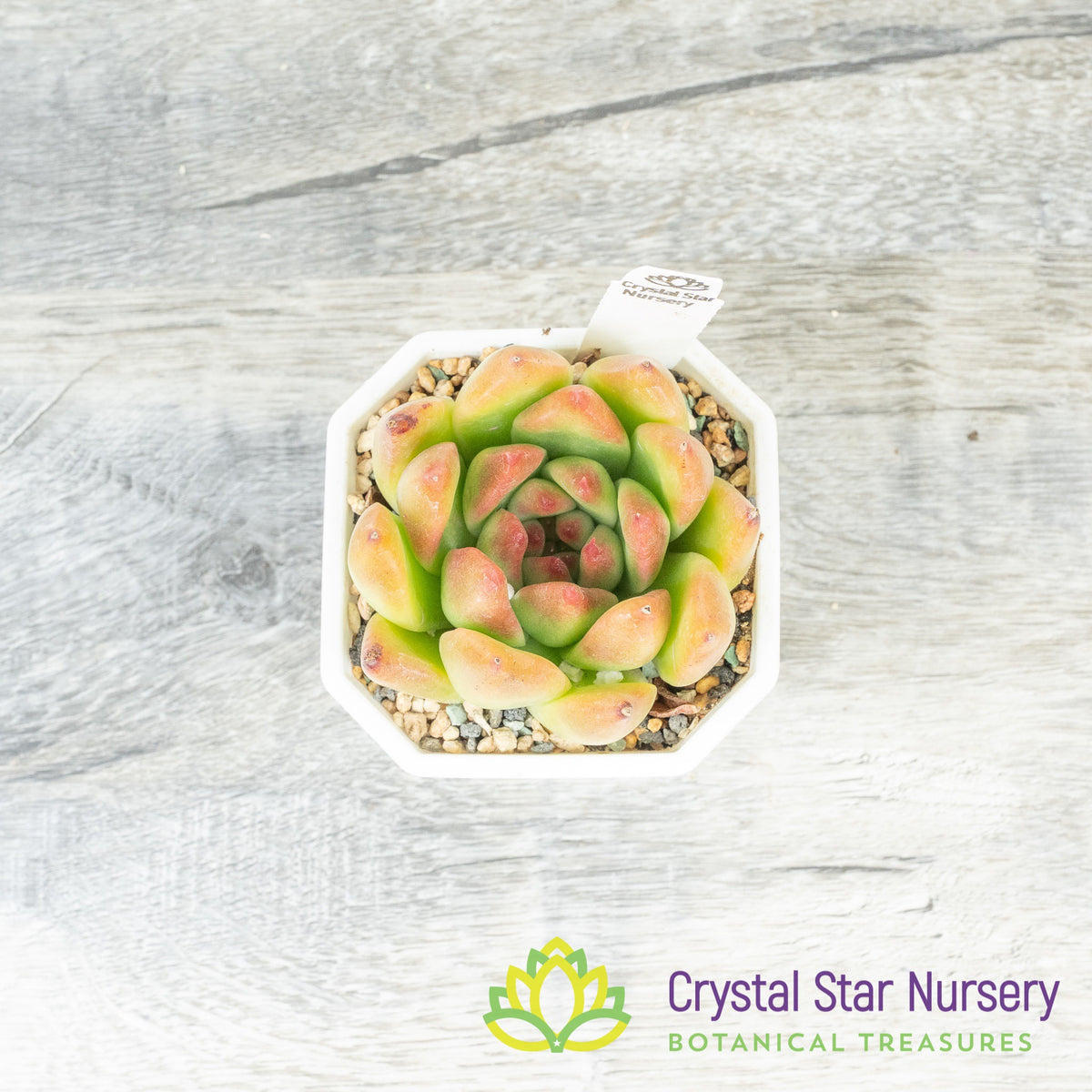 Echeveria Agavoides &#39;Frank Reinelt&#39;