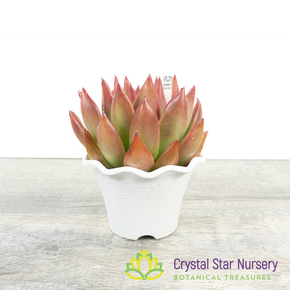 Echeveria Agavoides 'Frank Reinelt'