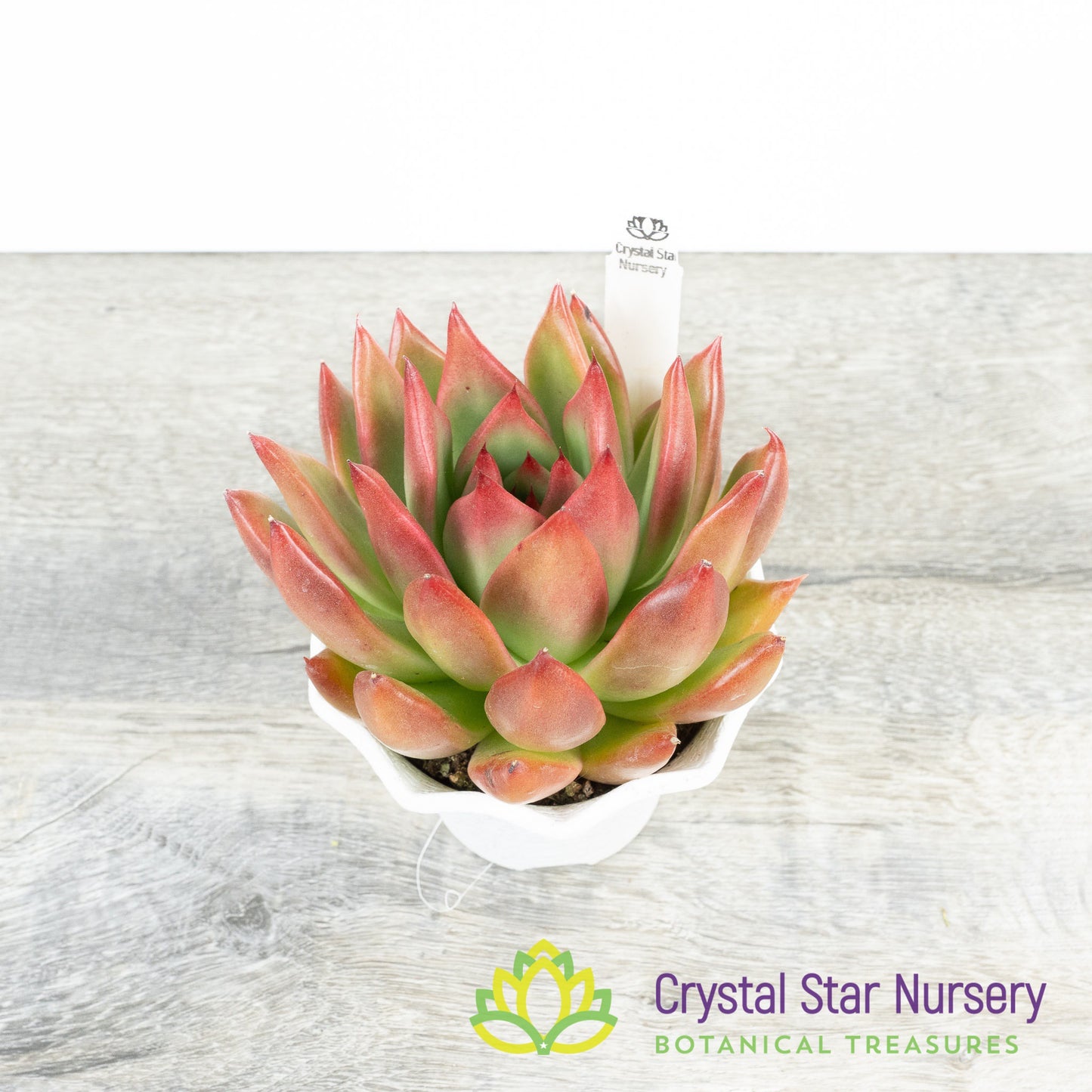 Echeveria Agavoides 'Frank Reinelt'