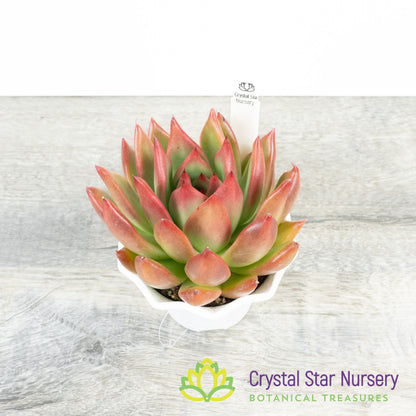 Echeveria Agavoides 'Frank Reinelt'