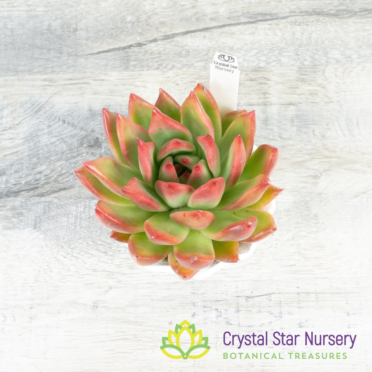 Echeveria Agavoides 'Frank Reinelt'