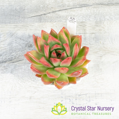 Echeveria Agavoides 'Frank Reinelt'