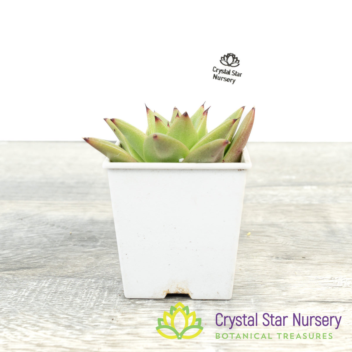 Echeveria Agavoides &#39;Lipstick&#39;