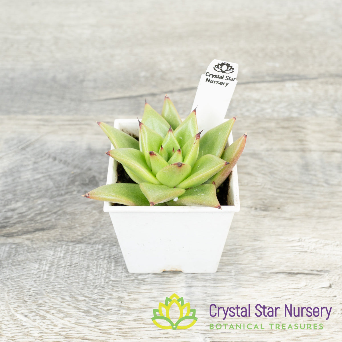 Echeveria Agavoides &#39;Lipstick&#39;