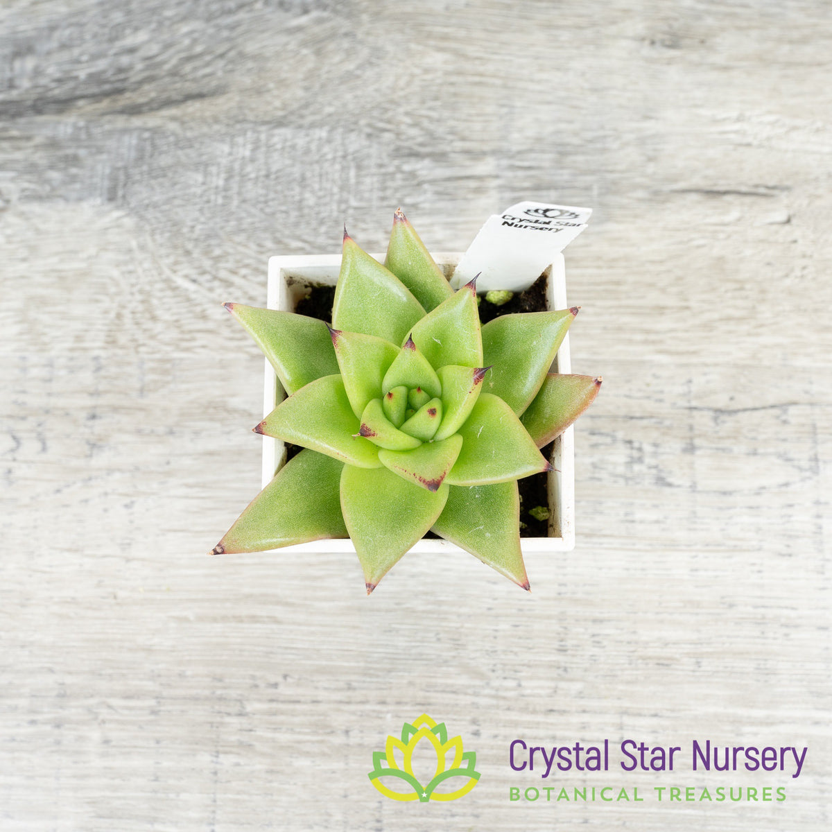 Echeveria Agavoides &#39;Lipstick&#39;