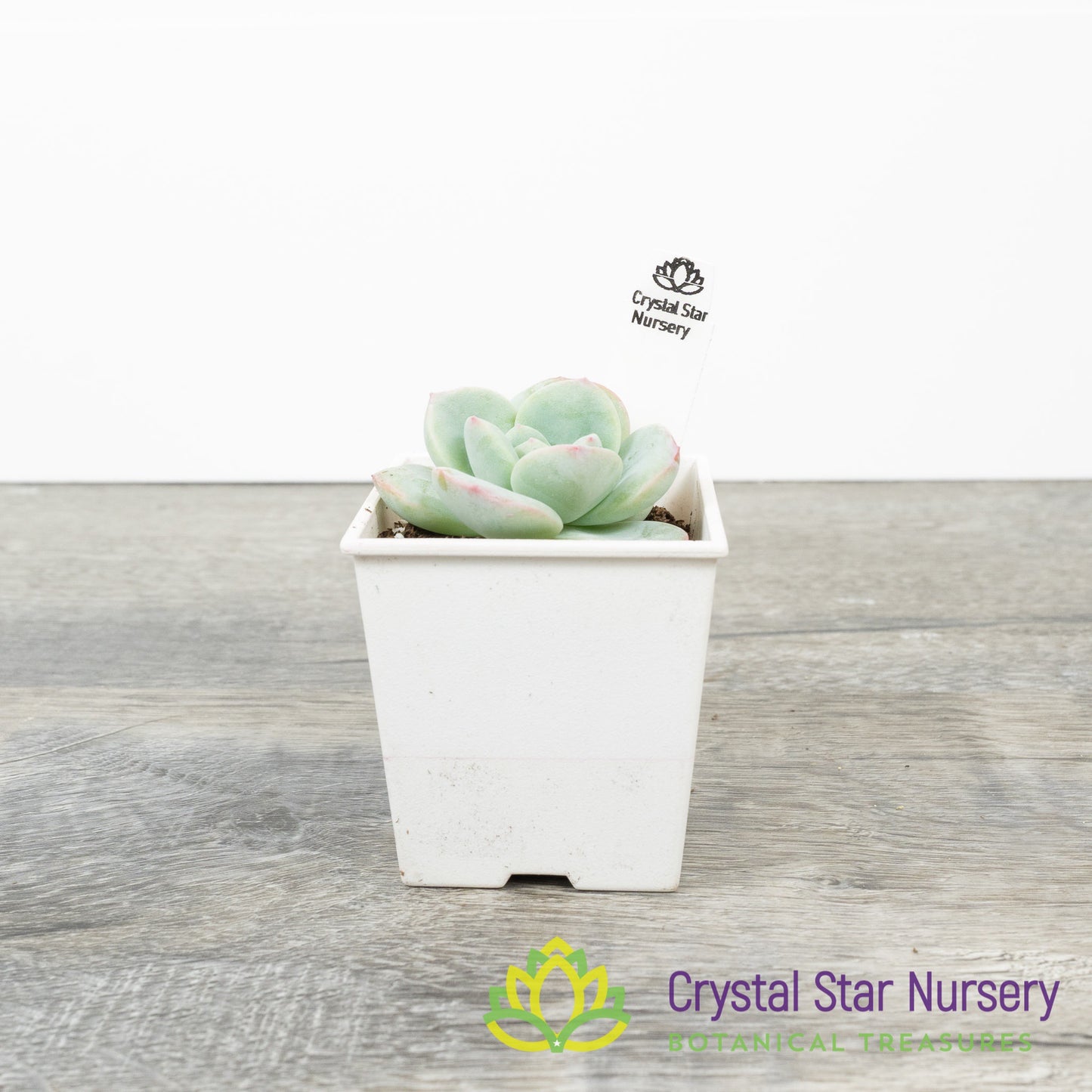 Echeveria Amabile