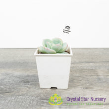 Echeveria Amabile