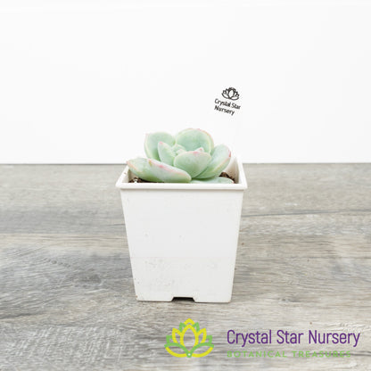 Echeveria Amabile