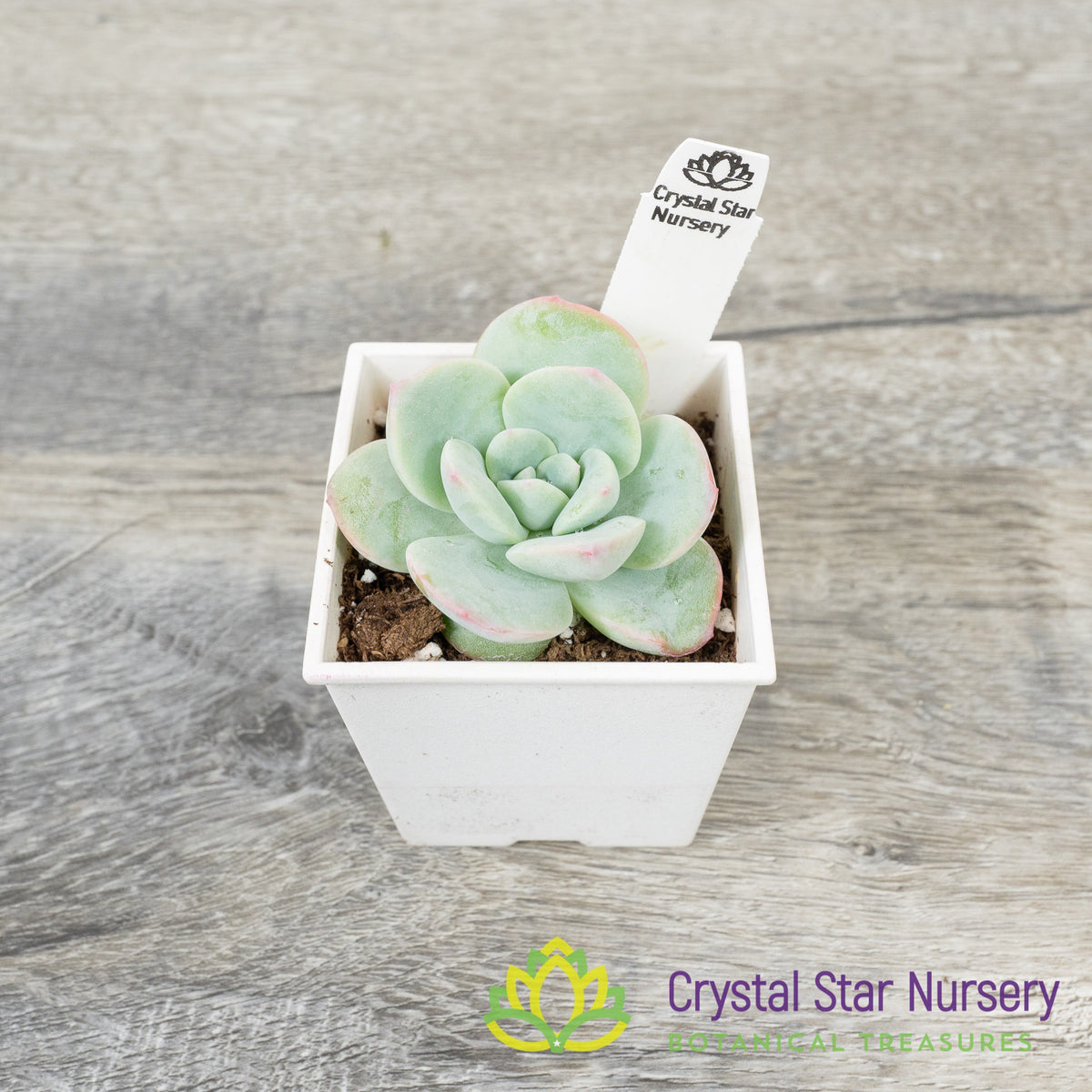 Echeveria Amabile