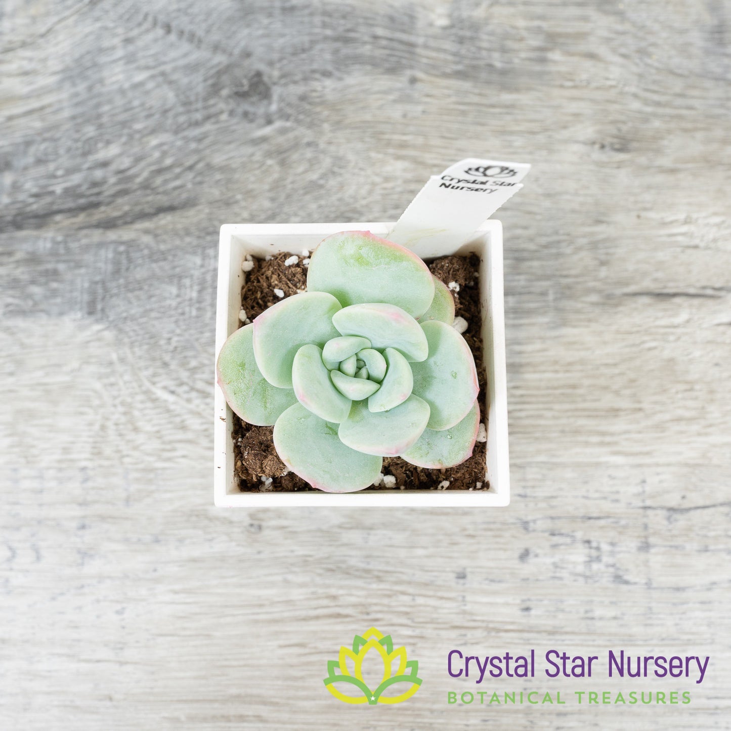 Echeveria Amabile